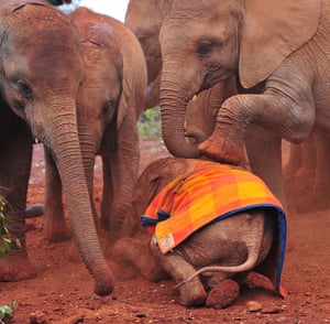 Orphaned baby elephants playing at the David Sheldrick Elephant Orphanage, at the Nairobi National Park. For orphaned baby elephants that have witnessed their mothers being killed, the company of other elephants and being able to play is one part of essential to overcoming trauma.