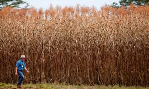 new energy rich sorghum offers ethanol without the corn guardian