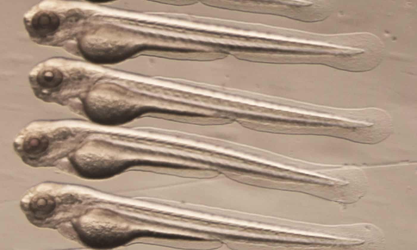 Stem cell research gets huge boost from Australian zebrafish discovery