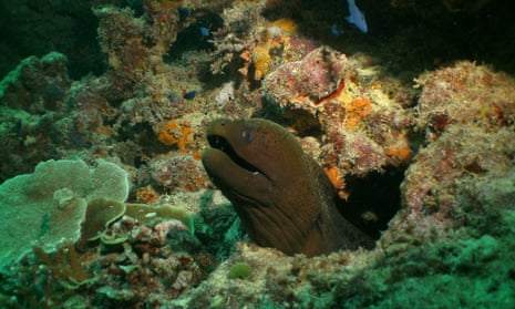 Great Barrier Reef moray eel
