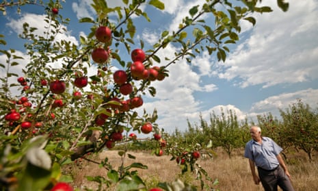 Moldovan farmer Sergiu Calmac stands at his apple orchard in Harbovat. Two weeks before Russia banned most food from the west, it placed a similar embargo on produce closer to home, in Moldova, which had sought deeper ties with the European Union.