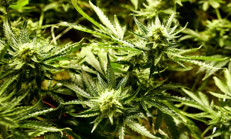 Marijuana growing denver 