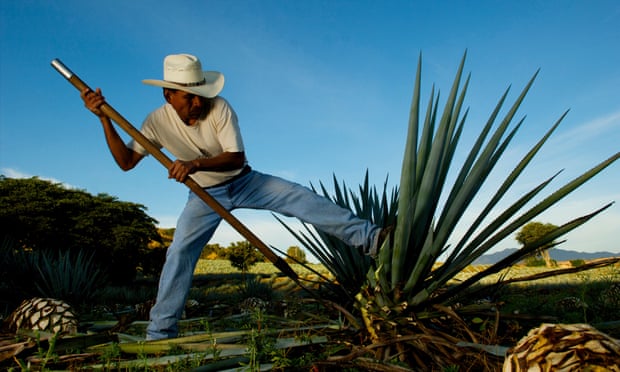A farm worker uses a coa to cut the leaves off a ripe agave in Tequila, Mexico. One of the greatest injuries in agave harvesting is accidentally hitting the foot with the extremely sharp blade.