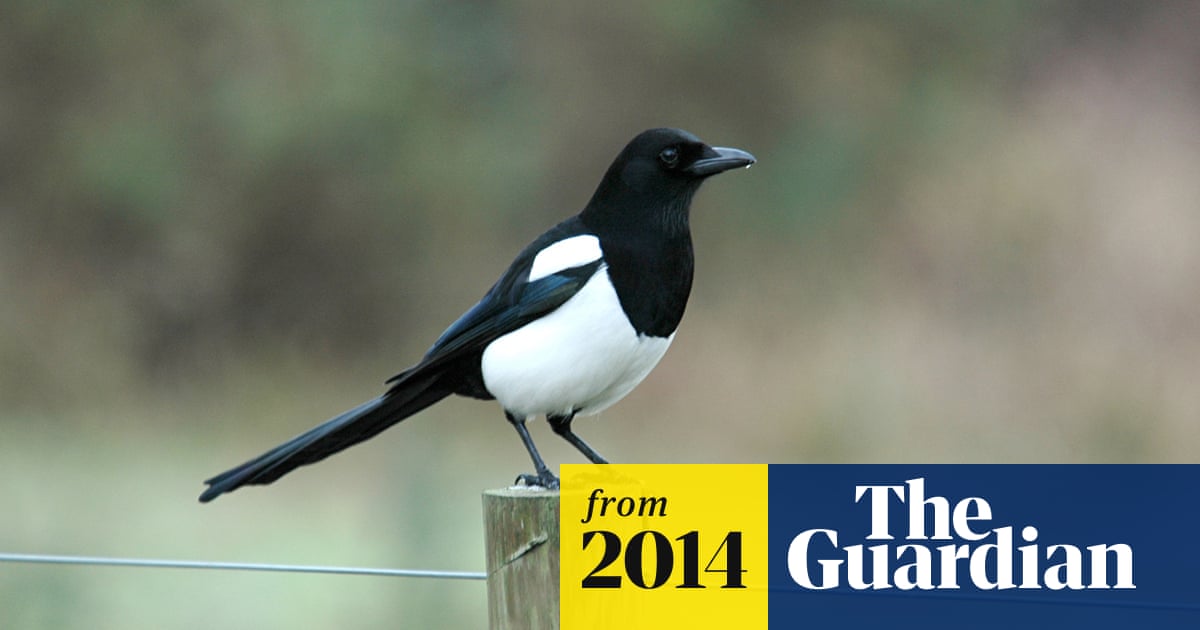 What Bird Likes Shiny Things? Discover the Magpie's Fascination