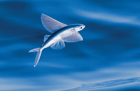 The amazing world of flyingfish by Steve Howell - review