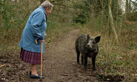 Wild boar meets pensioner in the Forest of Dean