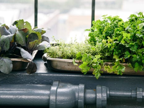 Picture of salad grown on school window sill.