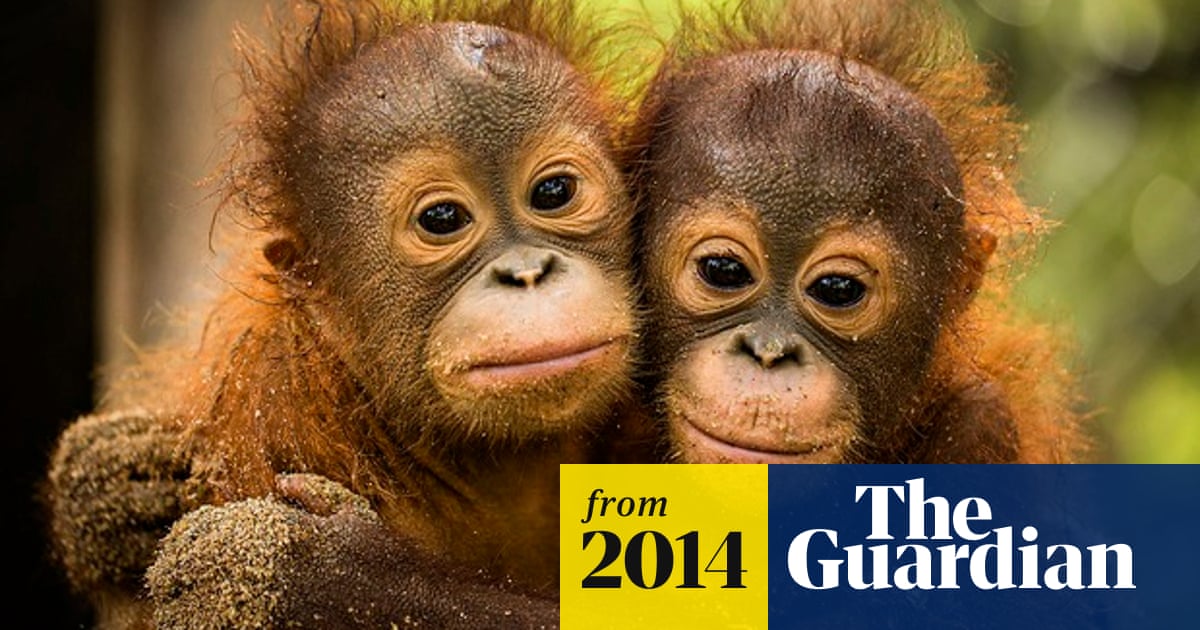 Support our red-haired cousins, the orangutans, before it's too late