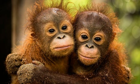 orphaned orangutans in Borneo 