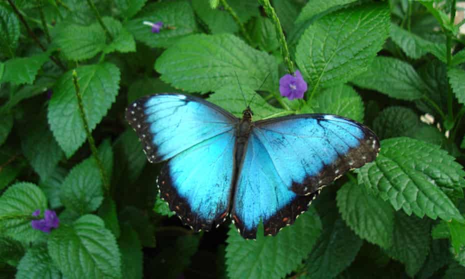 Blue morpho (Morpho peleides) butterfly at the Niagara Parks Butterfly Conservatory, Niagara Falls, Ontario, Canada