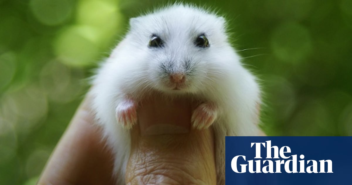 Hamsters, Higgs And Historians - Blogs Roundup | Science | The Guardian
