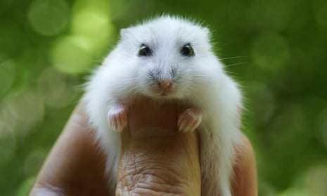 Baby dwarf hamster.