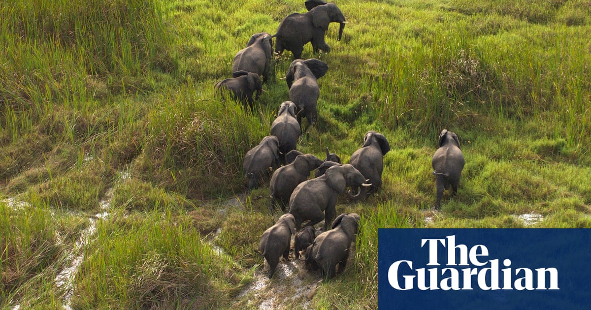 Wild Nile: wildlife on the river Nile - in pictures | Environment | The  Guardian