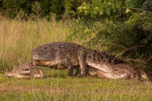 Crocodiles in Murchison Falls National Park.
