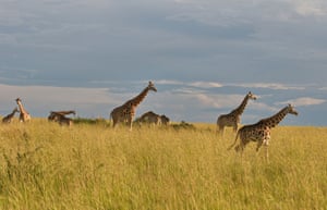 A herd of giraffes in Murchison Falls National Park.