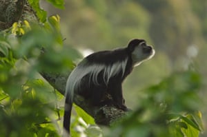 An Angola colobus in Nyungwe National Park.