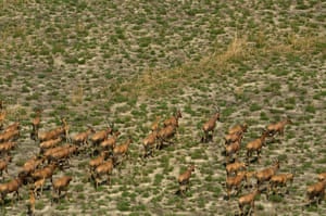Migrating Tiang antelopes.