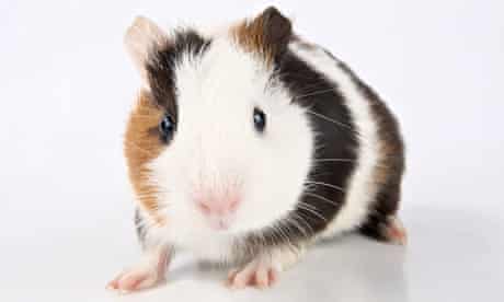 guinea pig. Image shot 06/2012. Exact date unknown.