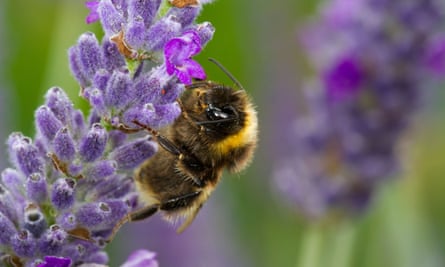 Live Better: Bee on Lavender