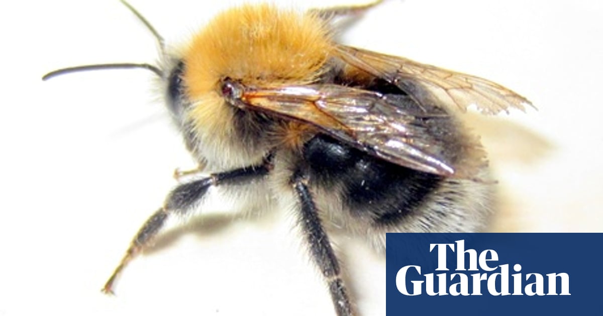 Specieswatch Tree Bumblebee Environment The Guardian