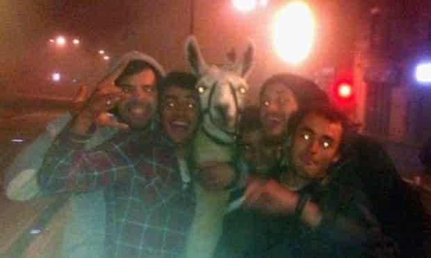 Serge the llama was stolen by youths on a drunken night out in Bordeaux.