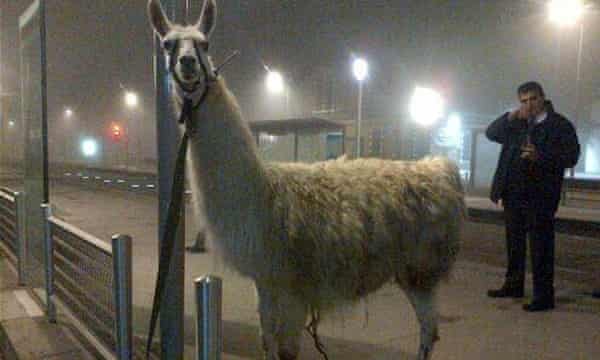 Serge the llama was eventually tied to a pole at a tram station