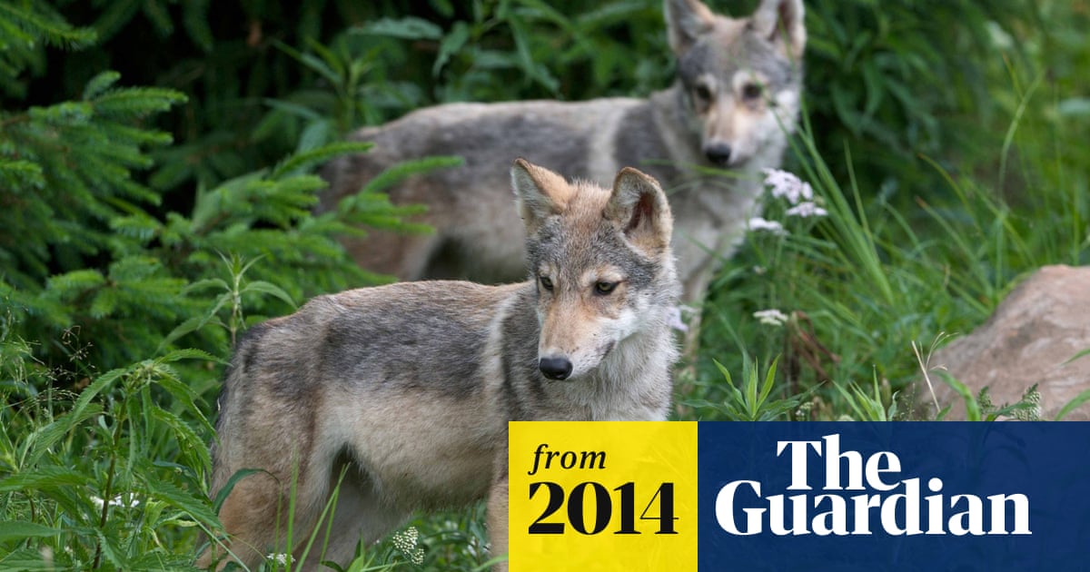 Star-crossed wolves produce litter of seven