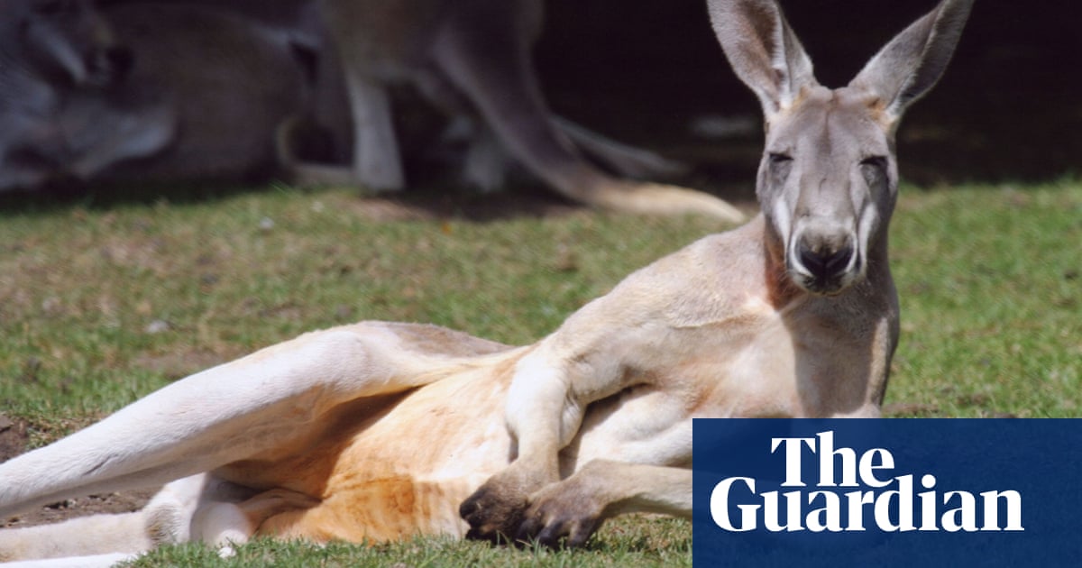 True Facts About Marsupials | Science | The Guardian