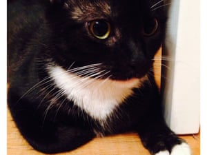 Melbourne s cat cafe in pictures Life and style The Melbourne s cat cafe in pictures Life and style The