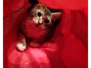 Melbourne s cat cafe like AA only for cat owners Life Melbourne s cat cafe like AA only for cat owners Life