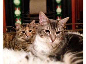 Melbourne s cat cafe like AA only for cat owners Life Melbourne s cat cafe like AA only for cat owners Life