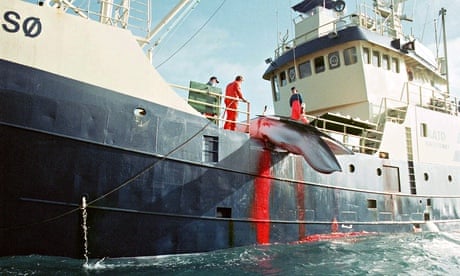 A whale hoisted on to a Norwegian whaling ship