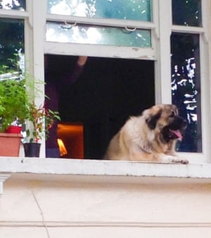 a dog leaning out the window of a flat