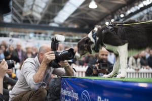 A dog checks out the media at the 2014 Paw Pageant.