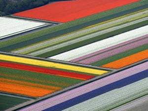 Blooming tulips field in The Netherlands.