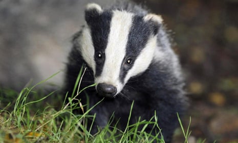 A badger in Somerset.