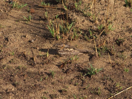 Mozambique nightjar on nest.