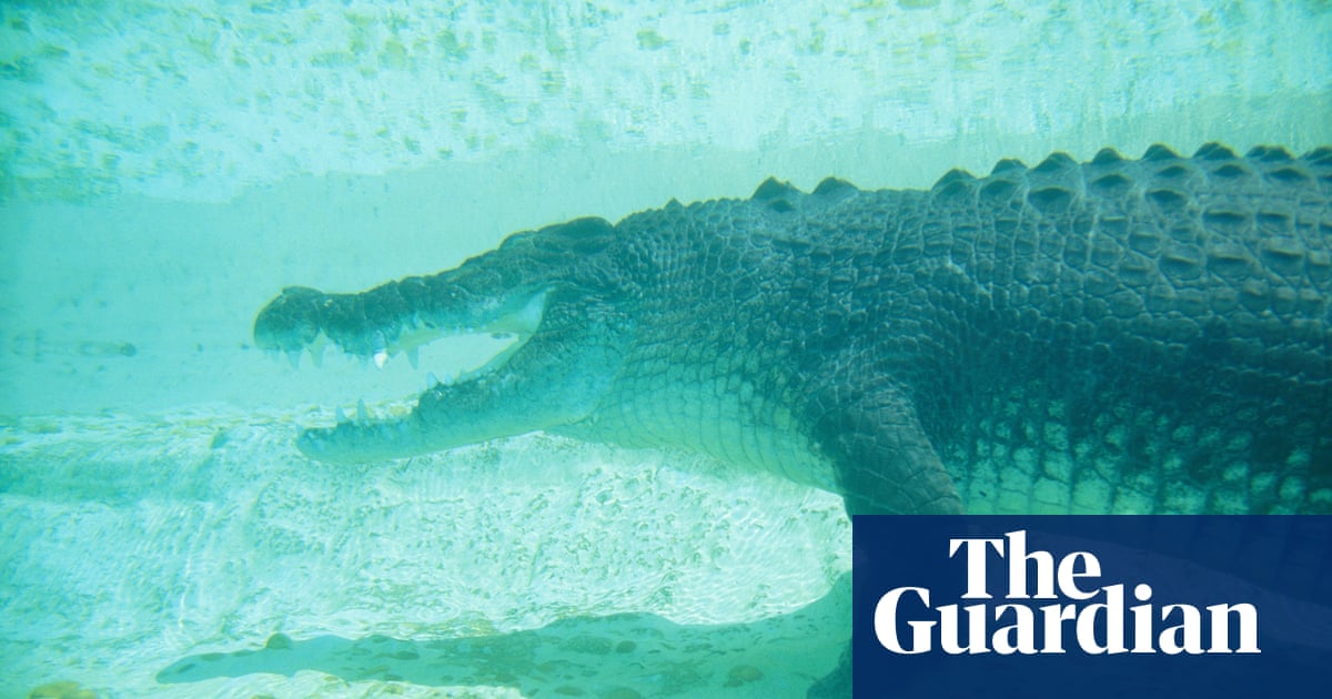 Crocodile Attack Earns Florida Swimmers Dubious Distinction Animals The Guardian
