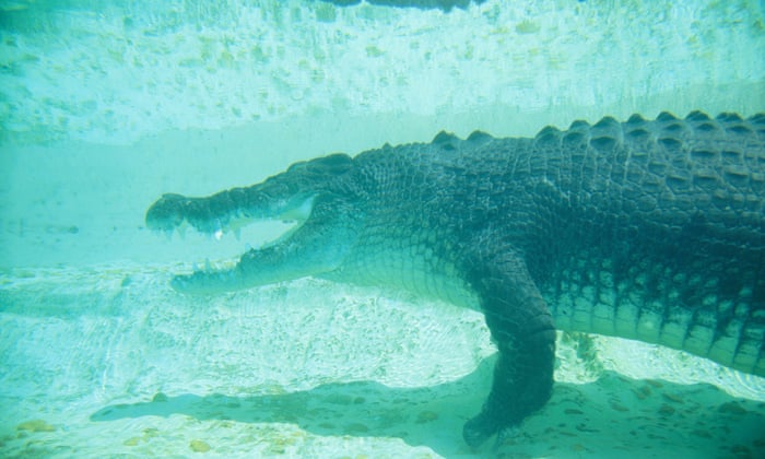 Crocodile attack earns Florida swimmers dubious distinction | Animals | The  Guardian