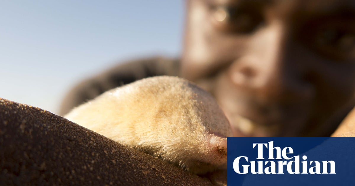 Super Senses: The Secret Powers of Animals – review: the elephants were  gems, but the star was the golden mole | Television | The Guardian