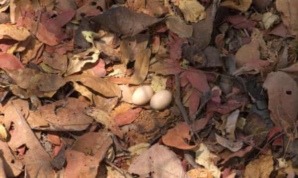 Fiery-necked nightjar (Caprimulgus pectoralis) eggs and nest.