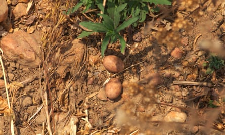 Mozambique nightjar (Caprimulgus fossii) eggs and nest.