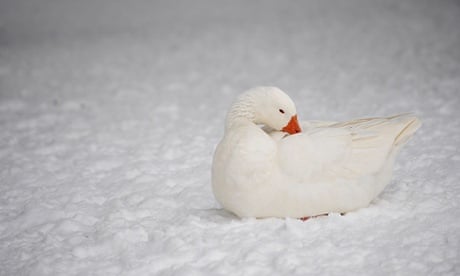 Patagonia ethical down outlet