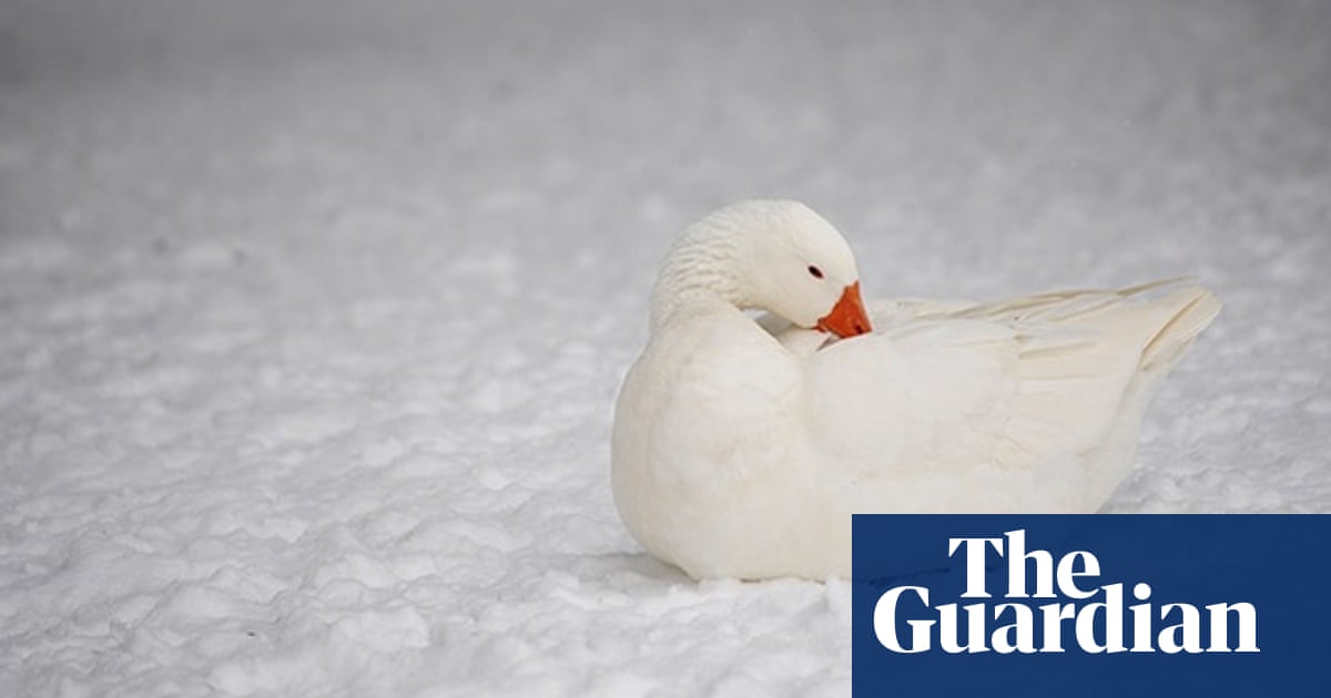 Down Smackdown The North Face V Patagonia On Ethical Feather
