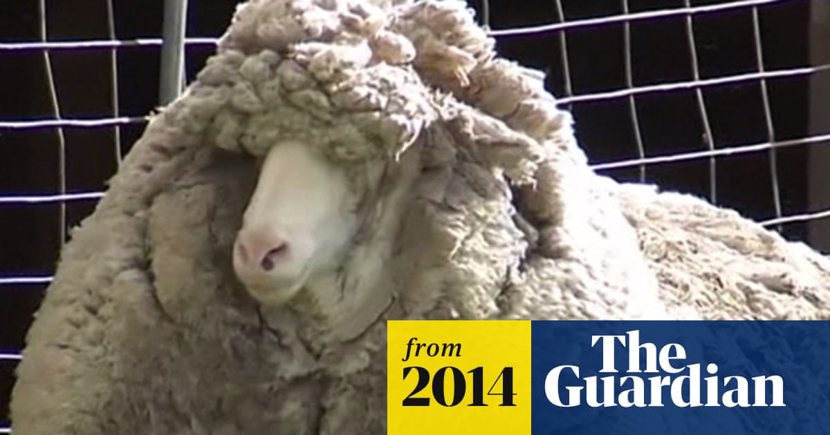 Shaun The Sheep Finally Shorn But Shrek Was Shaggier Animals The Guardian
