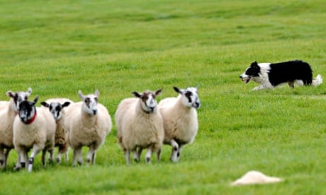 Sheepdog herds his flock