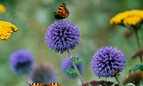 An echinops plant attracts a butterfly. 