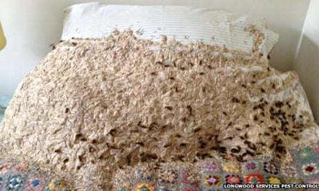Giant wasps' nest found in Winchester home