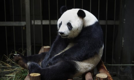 Giant panda Ai Hin put on a 'phantom pregnancy', possibly because she wanted special treatment, her Chinese keepers say.