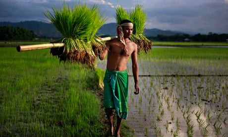 Indian paddy farmer